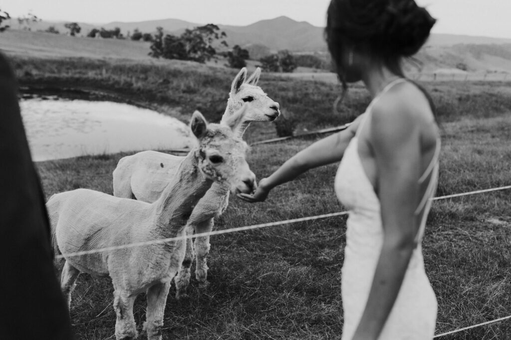 bride feeding lamas at blue mountains wedding